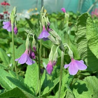 Primula alpicola 'Kevock Sky'